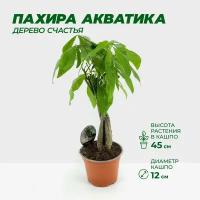 Пахира акватика Дерево Счастья высота 45 см в технологическом горшке диаметр 12 см