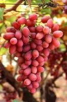 Виноград плодовый Багровый (3 года)
