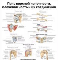 Пояс верхней конечности, плечевая кость и их соединения — медицинский плакат