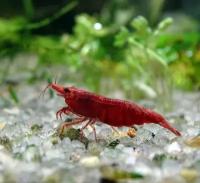 Креветка пресноводная вишневая красная LNeocaridina denticulata sinensis var. red