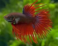 Петушок сиамский "Сиамская корона" (Betta splendens var.)