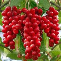 Лимонник Китайский (Schisandra chinensis) Саженец/30-40 см./2 года/2л/Закрытая (ЗКС)