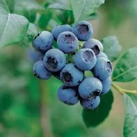 Голубика Высокорослая Голдтраубе 71 (Vaccinium corymbosum) Саженец/20-30см./2 года/2л/Закрытая (ЗКС)