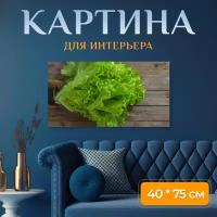 Картина на холсте "Латук, овощ, салат" на подрамнике 75х40 см. для интерьера