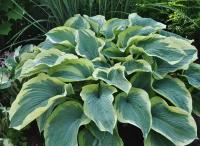 Хоста Гибридная Америкэн Хело (Hosta hybrida) - набор из 3 штук Саженец/10-15 см/2 года/3л/Закрытая (ЗКС)