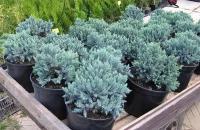 Можжевельник Чешуйчатый Блю Стар (Juniperus squamata Blue Star) Саженец/10-20 см./2 года/2л/Закрытая (ЗКС)