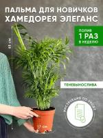 Хамедорея Элеганс, высота растения 60-65 см, диаметр 17 см