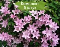 Комплект 5шт / Клематис Хегли Хайбрид ( Hagley Hybrid )