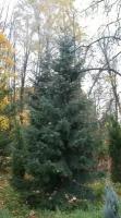 Ель сербская / Picea omorika (Саженец 100-125 см в 10 л контейнере)