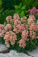 Львиный зев (Антирринум) махровый (Antirrhinum majus) "Twinny F1" (peach) Raw 1000 шт