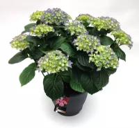 Гидрангия (Гортензия) голубая - Hydrangea D18 H45