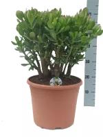 Крассула Овата (Толстянка) - Crassula D23 H65