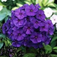 Флокс Метельчатый Ники (Phlox paniculata) Саженец/10-15 см/1 год/2л/Закрытая (ЗКС)