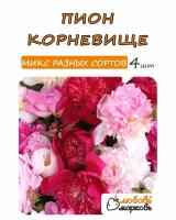 Пион Корневище, Микс разных сортов, 4шт (Пионы)