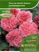 Роза Les Quatre Sеаison / Посадочный материал напрямую из питомника для вашего сада, огорода / Надежная и бережная упаковка