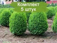 Комплект 5шт / Самшит мелколистный Фолкнер