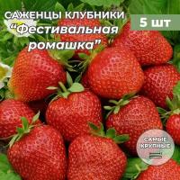 Клубника крупноплодная Фестивальная ромашка саженцы/корневище клубники 5 шт