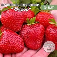 Клубника крупноплодная Фурор, саженцы/корневище клубники 5 шт