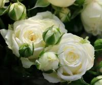 Саженец роза спрей Уайт Лидия (многоцветковая)