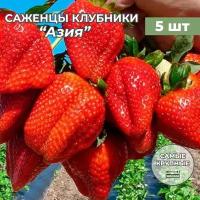 Клубника крупноплодная Азия саженцы/корневище клубники 5 шт