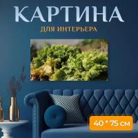 Картина на холсте "Латук, салат, сад" на подрамнике 75х40 см. для интерьера