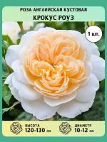 Роза английская кустовая саженцы Крокус Роуз