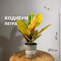 Кротон Петра h-40, d-12/ Кодиеум, 1 шт., Plants Bel House, кодиеум цветок, кодиеум кротон, кротон живой