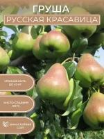 Саженец груши Русская красавица (Красавица Черненко)