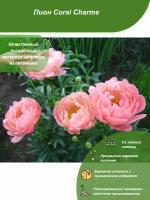 Пион Coral Charme / Посадочный материал напрямую из питомника для вашего сада, огорода / Надежная и бережная упаковка
