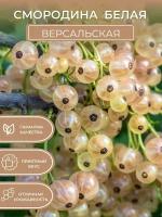 Саженцы смородины белая Версальская