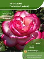 Роза Атлас / Посадочный материал напрямую из питомника для вашего сада, огорода / Надежная и бережная упаковка