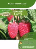 5шт / Малина Краса России (Красная) / Посадочный материал напрямую из питомника для вашего сада, огорода / Надежная и бережная упаковка