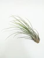 Тилландсия ситниковая Бонсай / атмосферное растение / Tillandsia Juncea Bonsai / длина 13-20см