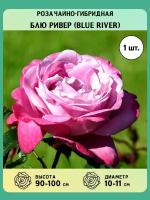 Розы чайно-гибридные саженцы Блю Ривер