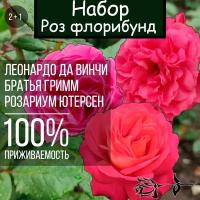 Набор саженцев роз 3 шт./ Леонардо да Винчи, Братья Гримм, Розариум Ютерсен / Розы флорибунды