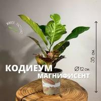 Кодиеум Магнифисент h-35, d-12/ Кротон, 1 шт., Plants Bel House, кодиеум цветок, кодиеум кротон, кротон живой