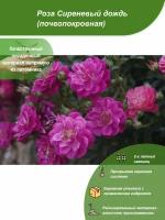Роза Сиреневый дождь / Посадочный материал напрямую из питомника для вашего сада, огорода / Надежная и бережная упаковка