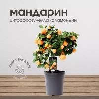 Мандариновое дерево, цитрофортунелла каламондин, 45 см