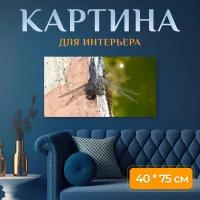 Картина на холсте "Стрекоза, крылья, насекомое" на подрамнике 75х40 см. для интерьера