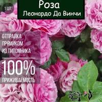 Саженец розы Леонардо да Винчи / Роза флорибунда