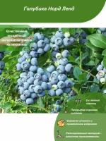Голубика Норд Ленд / Посадочный материал напрямую из питомника для вашего сада, огорода / Надежная и бережная упаковка