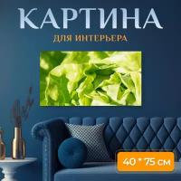 Картина на холсте "Салат, латук, зеленый" на подрамнике 75х40 см. для интерьера