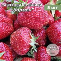 Клубника крупноплодная Кармен, саженцы/корневище клубники 5 шт