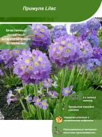 Примула Lilac / Посадочный материал напрямую из питомника для вашего сада, огорода / Надежная и бережная упаковка