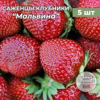 Клубника крупноплодная Мальвина, саженцы/корневище клубники 5 шт