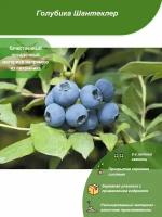 Голубика Шантеклер / Посадочный материал напрямую из питомника для вашего сада, огорода / Надежная и бережная упаковка