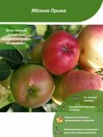 Яблоня Прима / Посадочный материал напрямую из питомника для вашего сада, огорода / Надежная и бережная упаковка