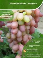 Виноград Денал - Кишмиш / Посадочный материал напрямую из питомника для вашего сада, огорода / Надежная и бережная упаковка