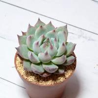 Суккулент Echeveria Chihuahuensis (Эхеверия). Диаметр горшка 5 см. Субстрат Succuterra Classic и фирменный горшочек в комплекте