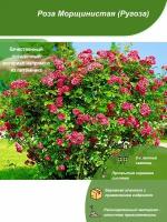 Роза Морщинистая / Посадочный материал напрямую из питомника для вашего сада, огорода / Надежная и бережная упаковка